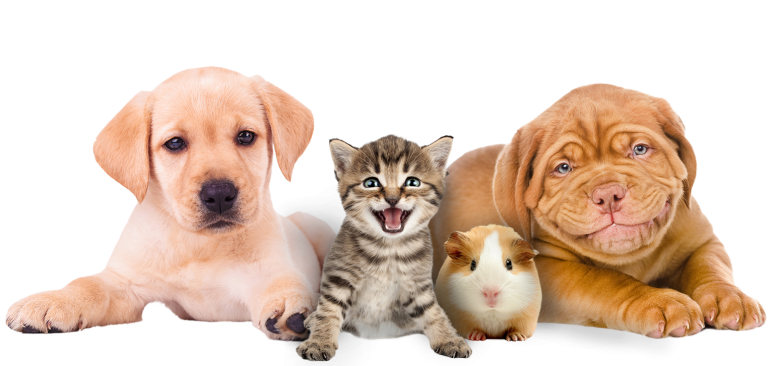 Pet-PNG-Photo